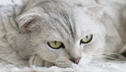 2025首届山东省“泰山小将”数选未来足球精英赛收官